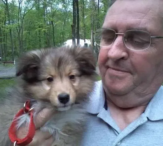 A sweet sable Sheltie puppy, Angel, perched curiously on a staircase, exploring her new surroundings