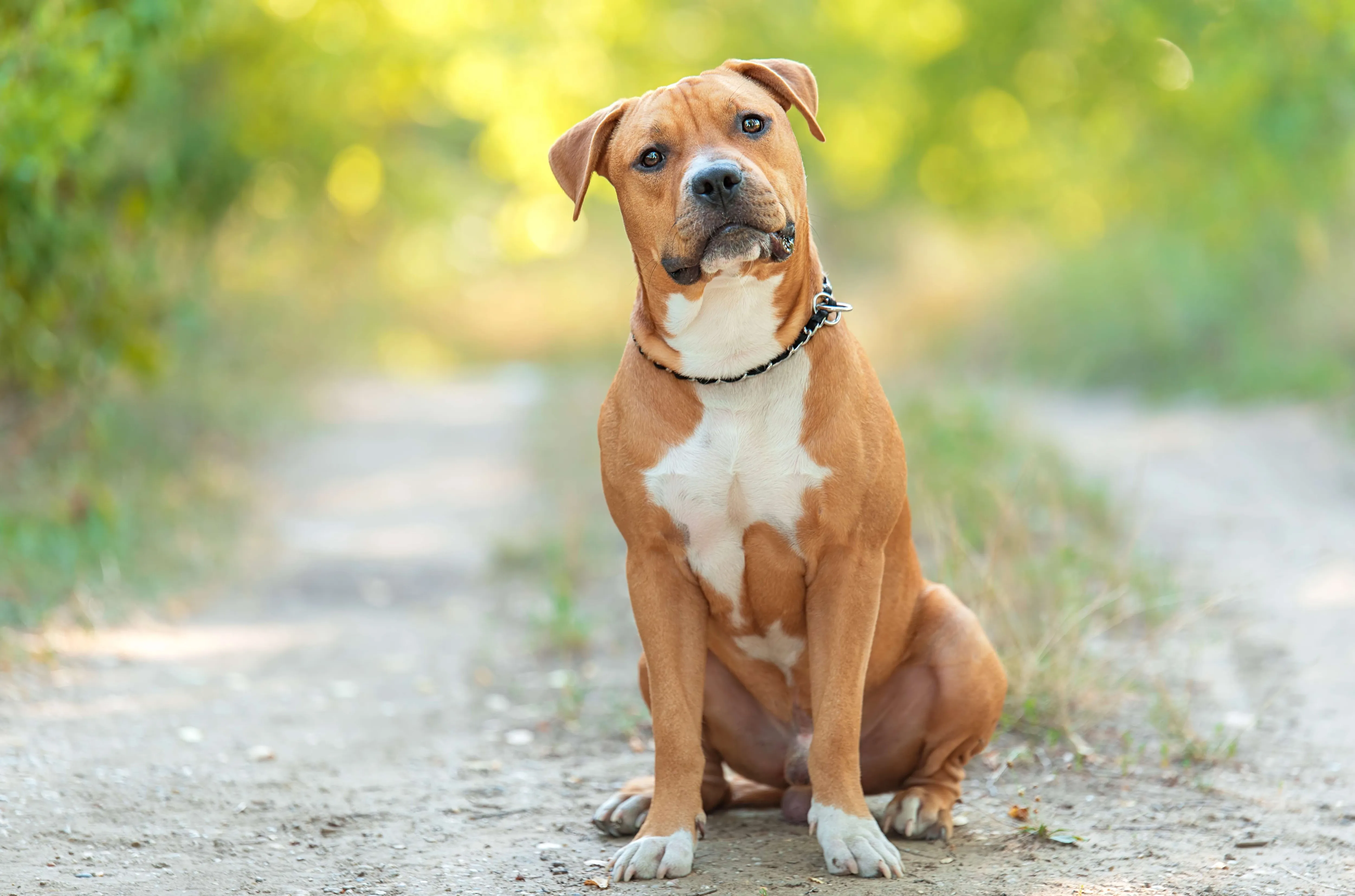 A tan and white American Staffordshire Terrier sitting calmly, emphasizing its loyal and loving nature.