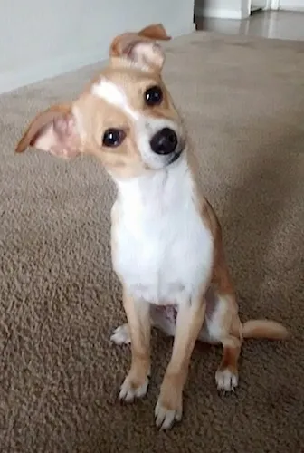 A tan with white Jack Chi is sitting on a tan carpet with its head tilted far to the left, showing its inquisitive nature