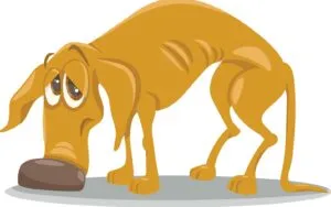 A thin, underweight dog