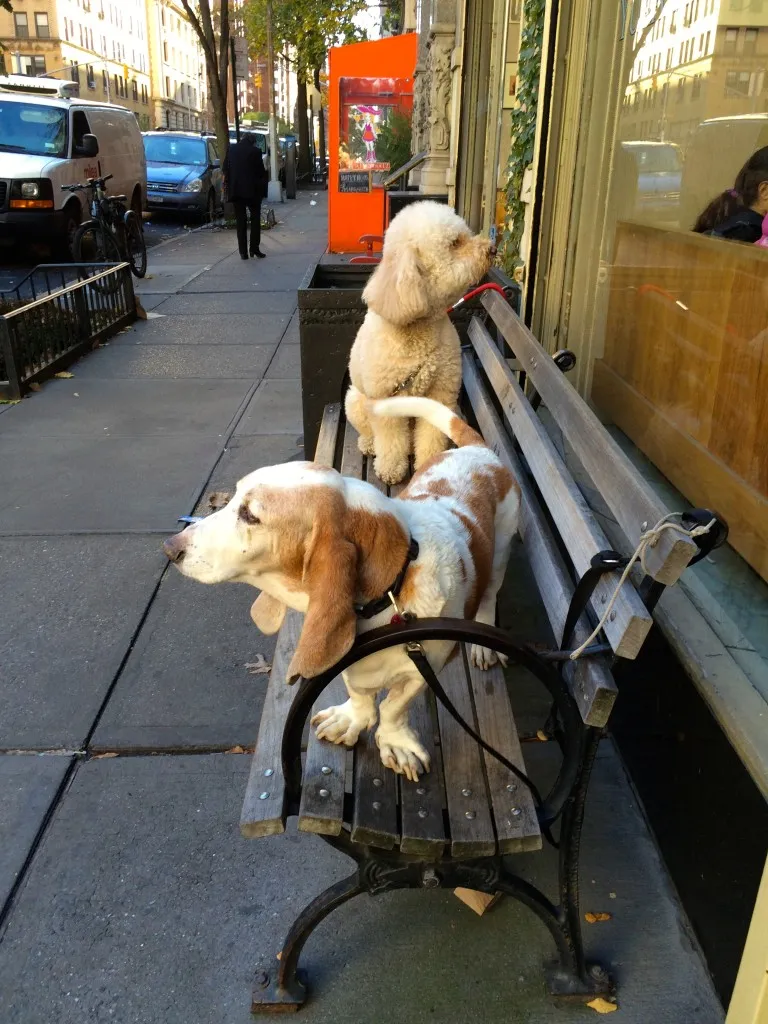 A thoughtful dog looking out a window, embodying the reflective nature of true stories of love and loss