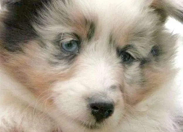A thoughtful tri-color Sheltie puppy, Daisy, deep in contemplation before a playful outburst