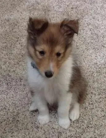 A tiny 7-week-old sable Sheltie puppy, Gunner, demanding attention with his paw raised