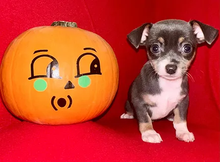 A tiny brown and white puppy, possibly a micro teacup Chihuahua, being gently held in an adult's hands