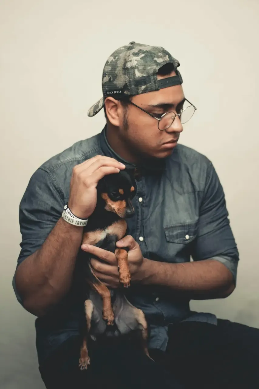 A tiny full-grown Chihuahua comfortably nestled in a person's hands, illustrating its small size