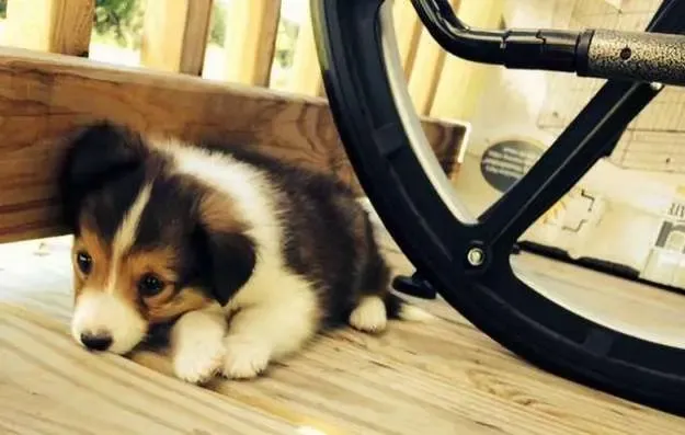 A tiny sable Sheltie puppy, Mocha, exploring a small crevice, finding hidden opportunities
