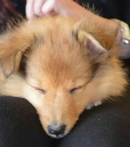 A tiny sable Sheltie puppy peacefully sleeping on a human's lap, showcasing ultimate comfort