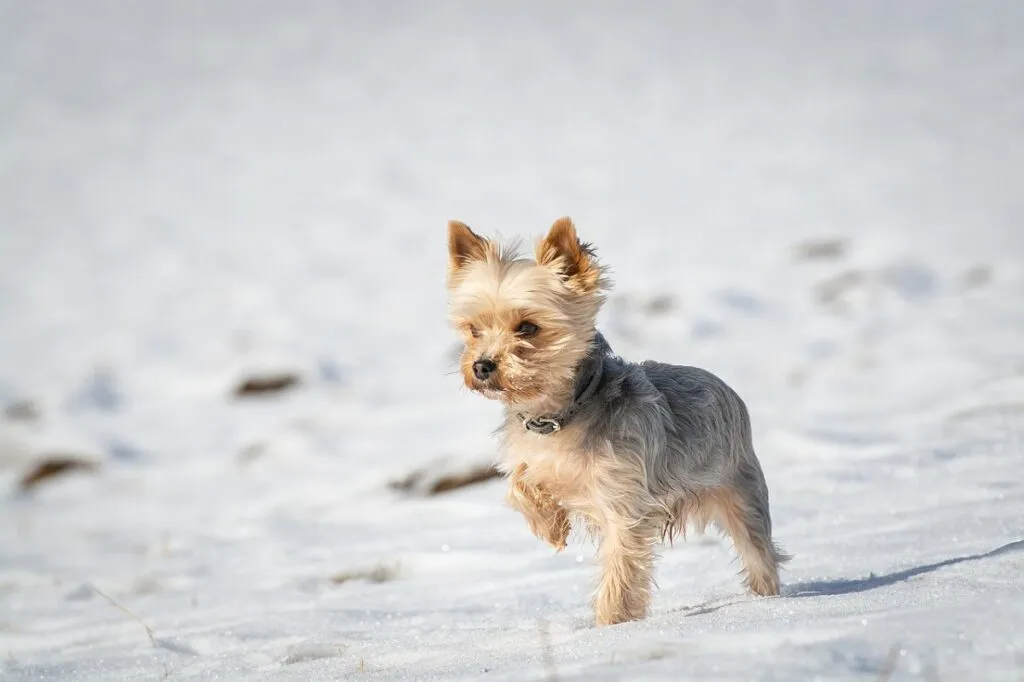 A tiny "Teacup Yorkie" sitting comfortably, illustrating the extremely small size associated with this controversial category of Yorkshire Terriers, often bred for diminutive stature.