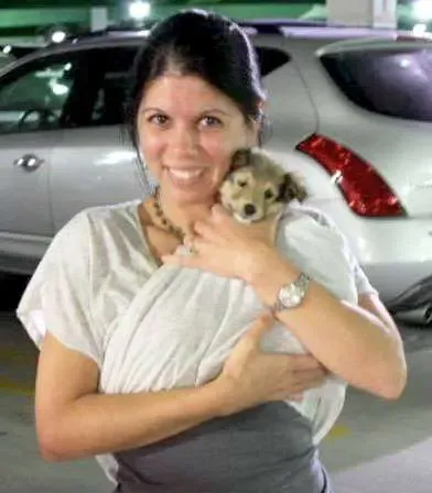 A tiny tri-color Sheltie puppy being gently swaddled and held in a human's arms