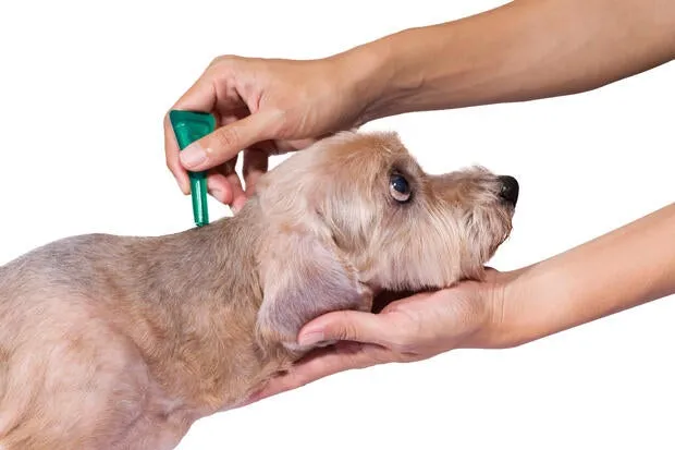 A topical flea and tick preventative being applied to a dog.