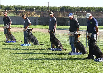 A trainer working with a German Shepherd, showcasing their intelligence and focus