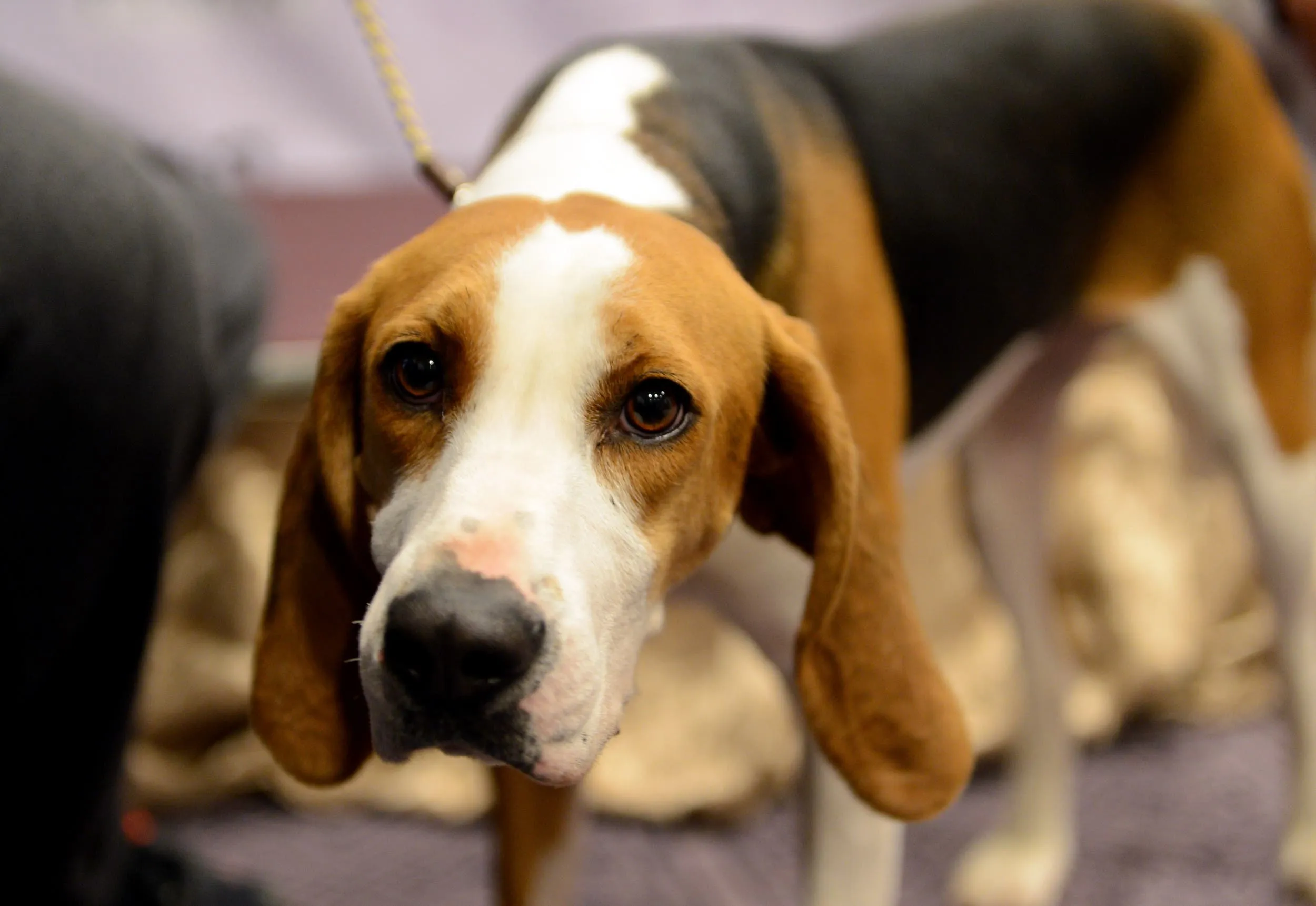 A Treeing Walker Coonhound dog with its distinct spotted coat, standing in a natural setting.