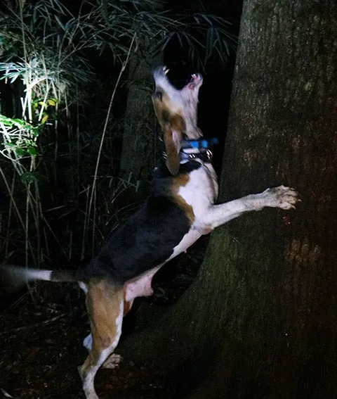 A treeing-walker-hound barks at a treed raccoon at night.