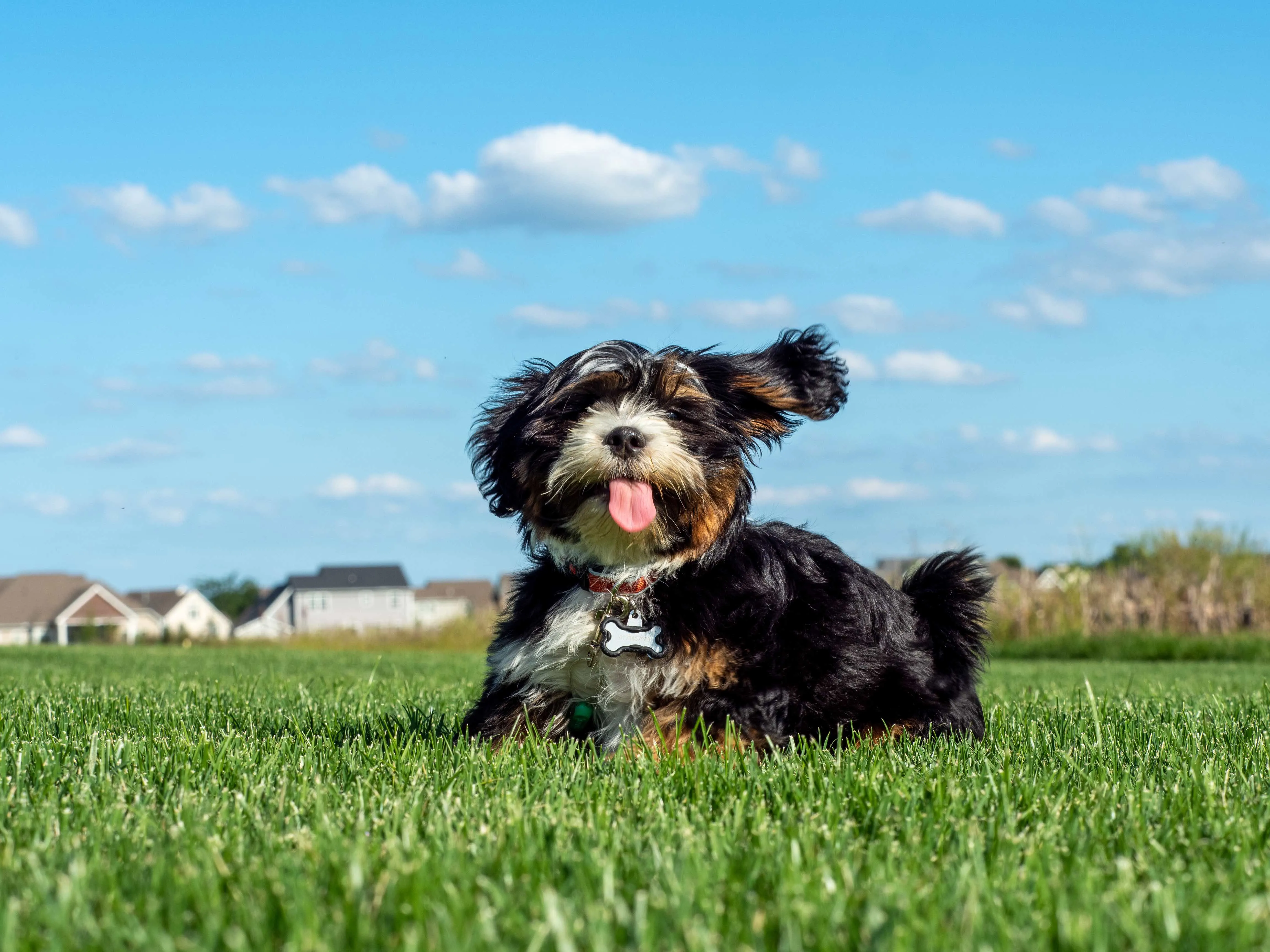 A tri-color Malshi dog sitting contentedly in green grass, embodying a happy, small, and hypoallergenic companion.