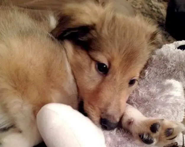 A tri-color Sheltie puppy, Alex, looking tired but content after energetic play