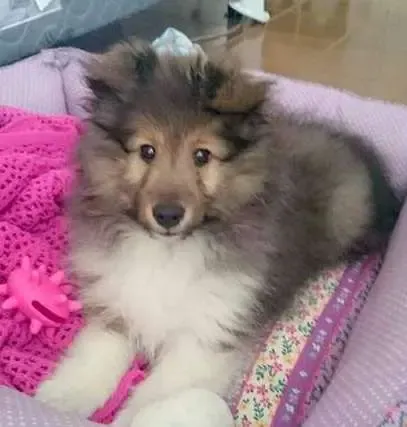 A tri-color Sheltie puppy, Anna Kira, displaying astounding bilateral symmetry in her markings