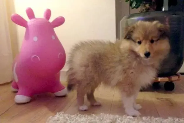 A tri-color Sheltie puppy, Billy, gently interacting with a miniature cow figure