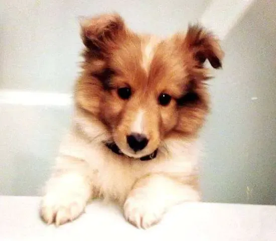 A tri-color Sheltie puppy, Daemon, looking displeased at the prospect of a bath after self-grooming
