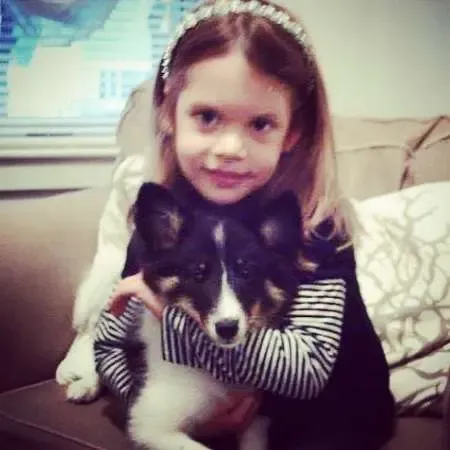 A tri-color Sheltie puppy, Eleus (Ellie), receiving gentle attention from a child