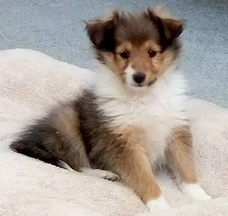 A tri-color Sheltie puppy, Gypsy, stretching out comfortably on a soft blanket