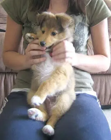 A tri-color Sheltie puppy, Howard, playfully nibbling, showcasing typical puppy behavior