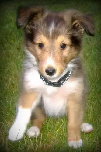 A tri-color Sheltie puppy, Jesse, curiously inspecting her missing sock, seeking assistance