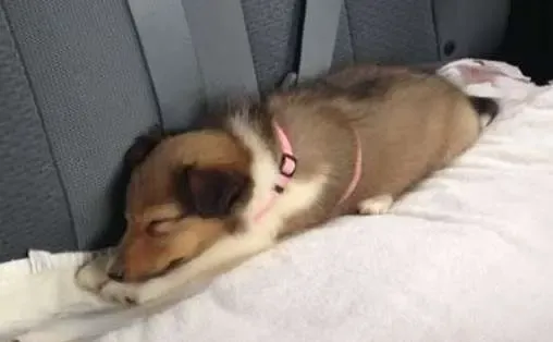 A tri-color Sheltie puppy, Nessie, stretching luxuriously in a pet carrier, enjoying the ride