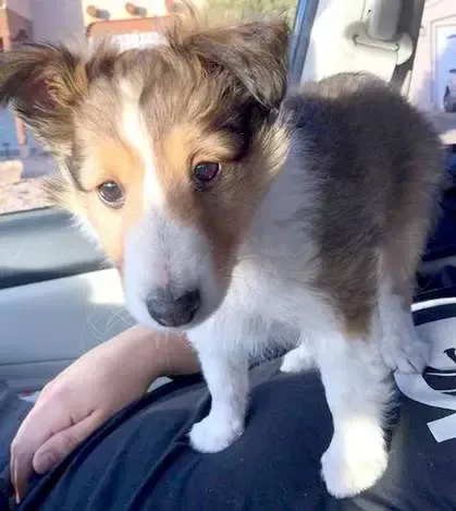 A tri-color Sheltie puppy, Tako, on his first ride home, comfortably using a human as a pillow