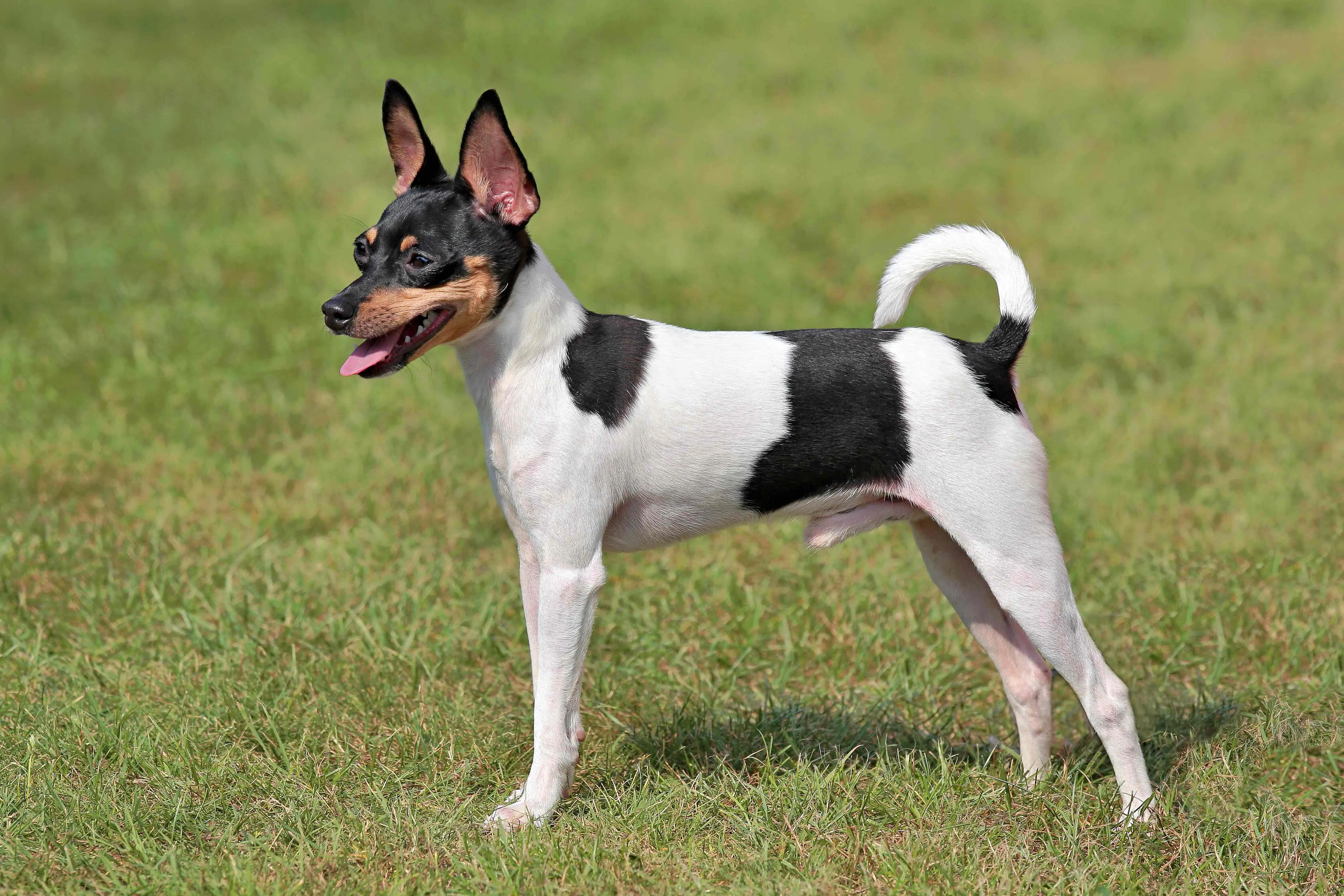 A tri-color Toy Fox Terrier stands alertly in green grass, showcasing its bright eyes and smooth coat.