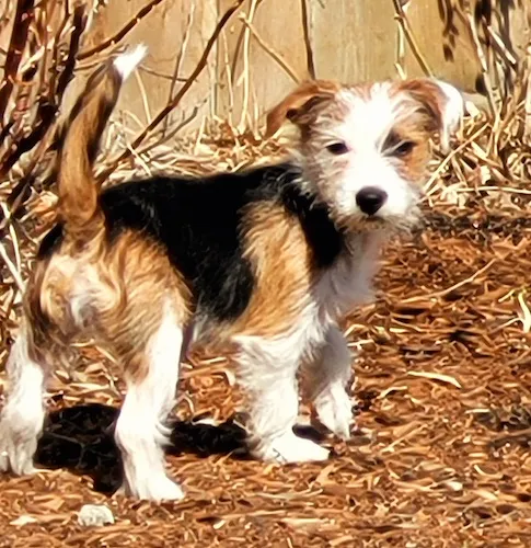 A tricolor scruffy looking puppy, a Jack Russell Chihuahua mix, standing outside in front of a brown wooden fence, looking curious