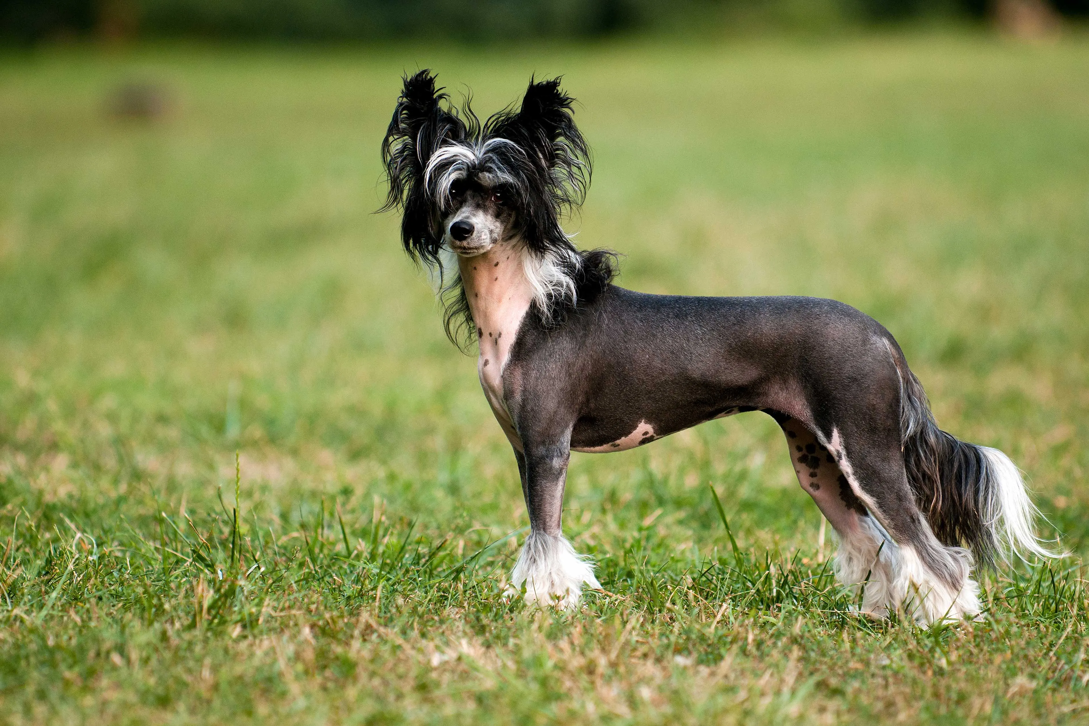 A unique black hairless Chinese Crested dog attentively gazing at the camera, showcasing its distinctive appearance.