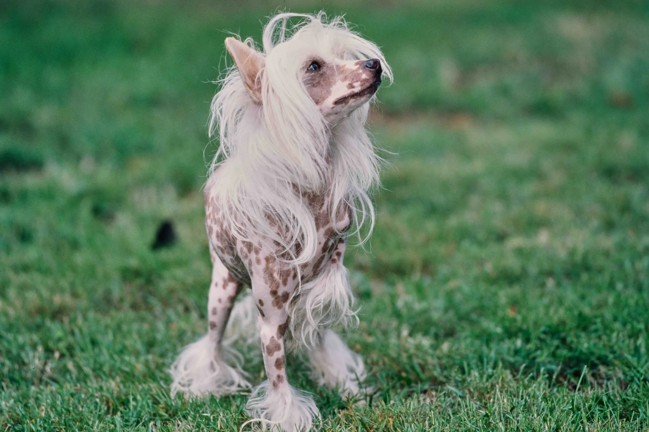 A unique hairless Chinese Crested dog looking up with an inquisitive expression.