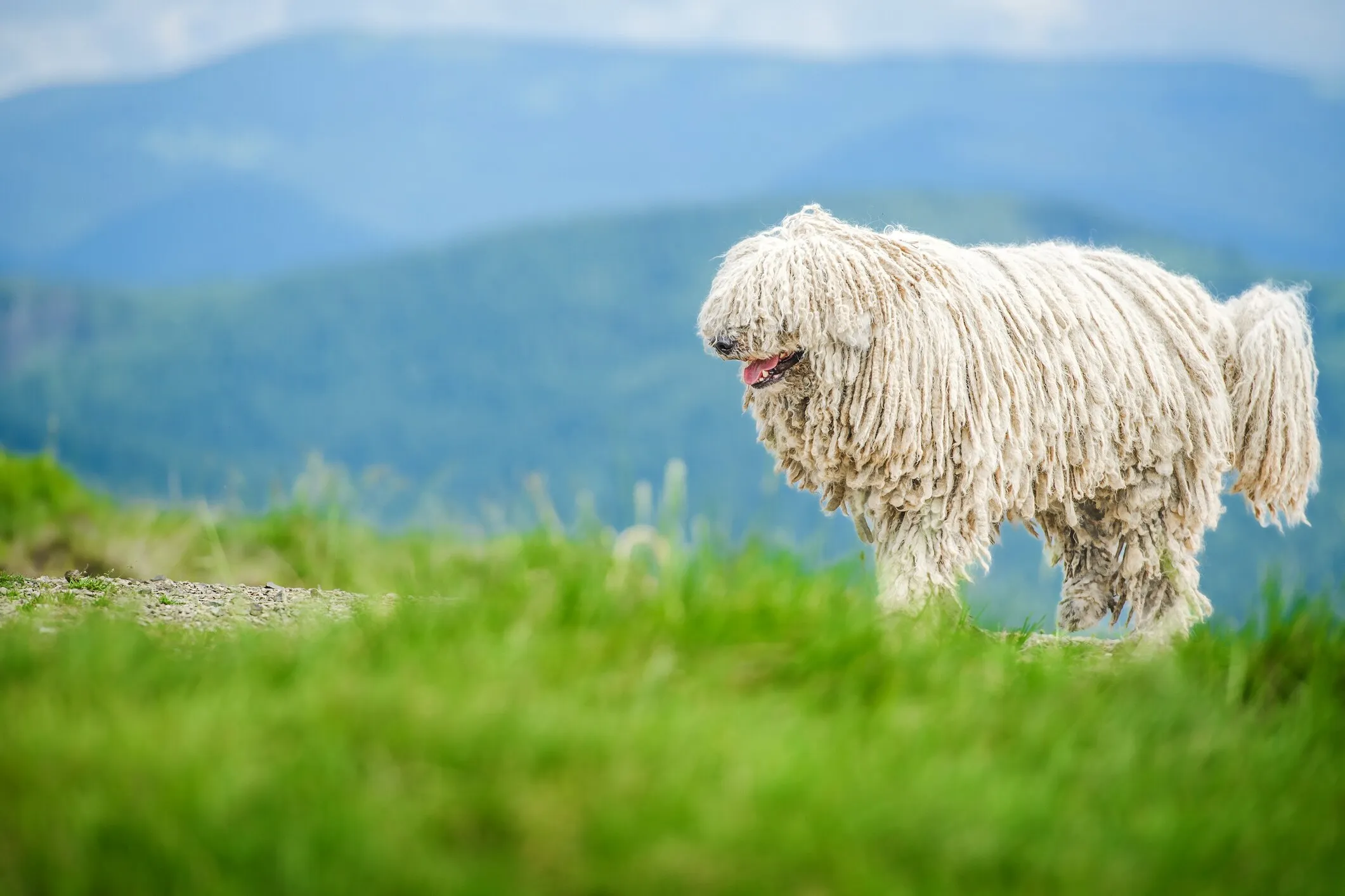 A unique white corded Komondor dog walking across a mountainside, illustrating a distinctive large white dog breed with a protective nature.