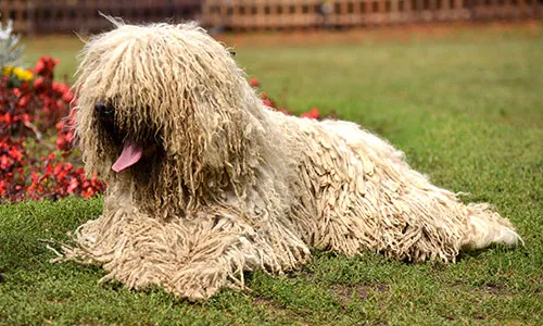 A uniquely corded Komondor, a large Hungarian sheepdog known for its impressive, non-shedding white cords.
