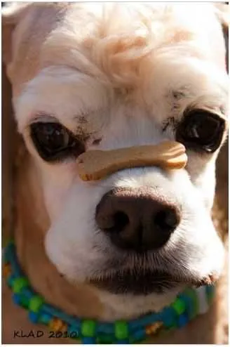 A variety of Bocce's Bakery dog treats arranged in a visually appealing manner, showcasing different flavors and shapes.