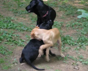 A variety of dog collars, including martingale styles, ready for selection