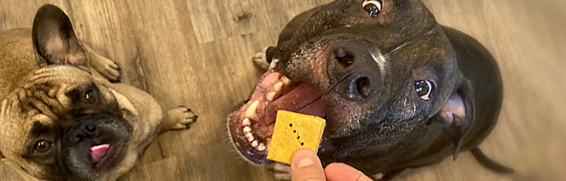 A variety of homemade dog treats, carefully prepared and arranged, suitable for dogs with specific dietary needs.