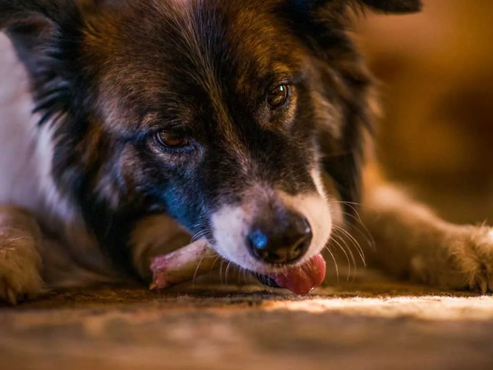 A variety of raw bones suitable for dogs, highlighting safe choices and where to find raw bones