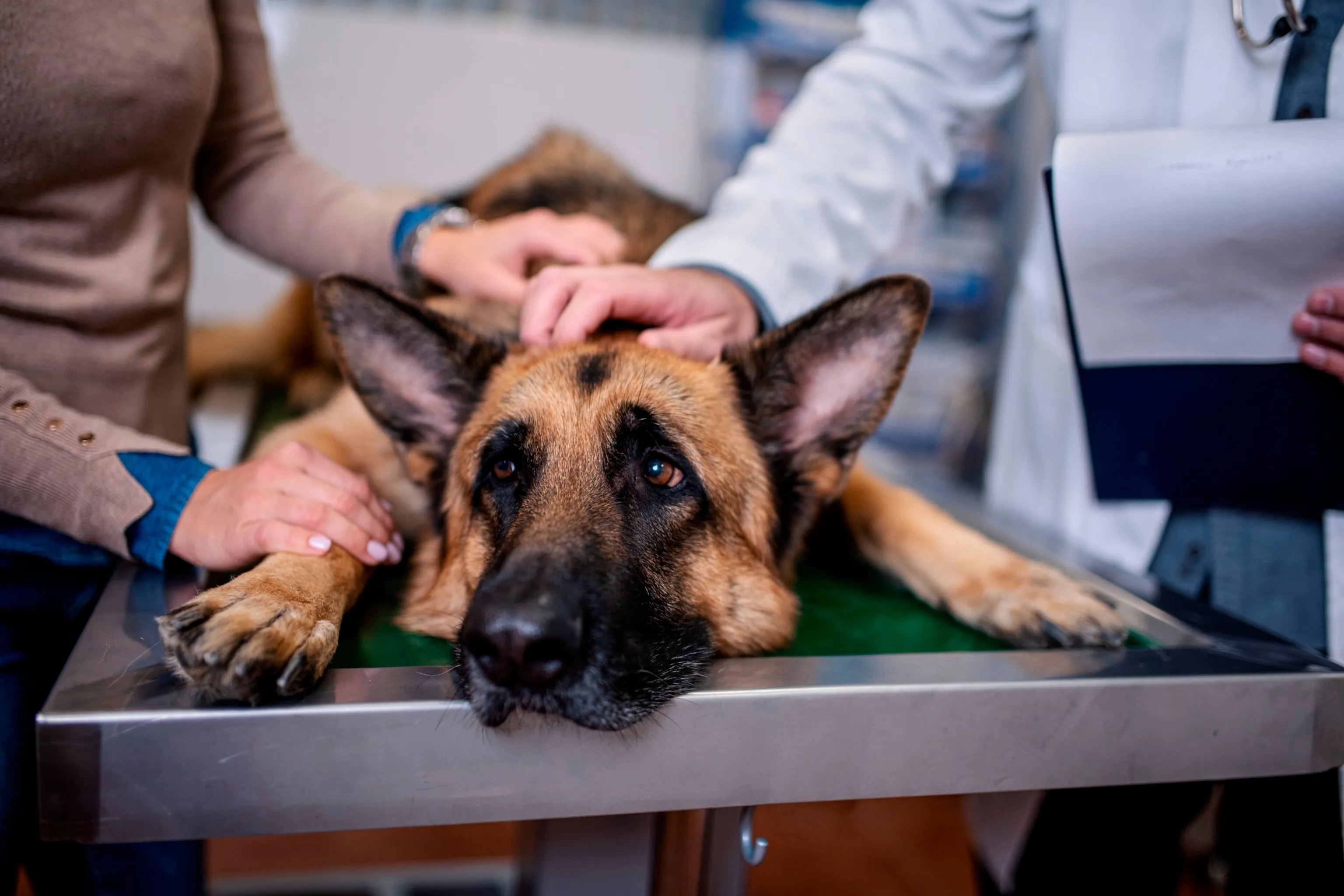 A veterinarian administering an injection to a dog.