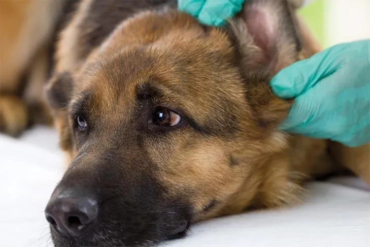 A veterinarian carefully examines a German Shepherd's ear, emphasizing professional check-ups as part of comprehensive ear care for dogs.