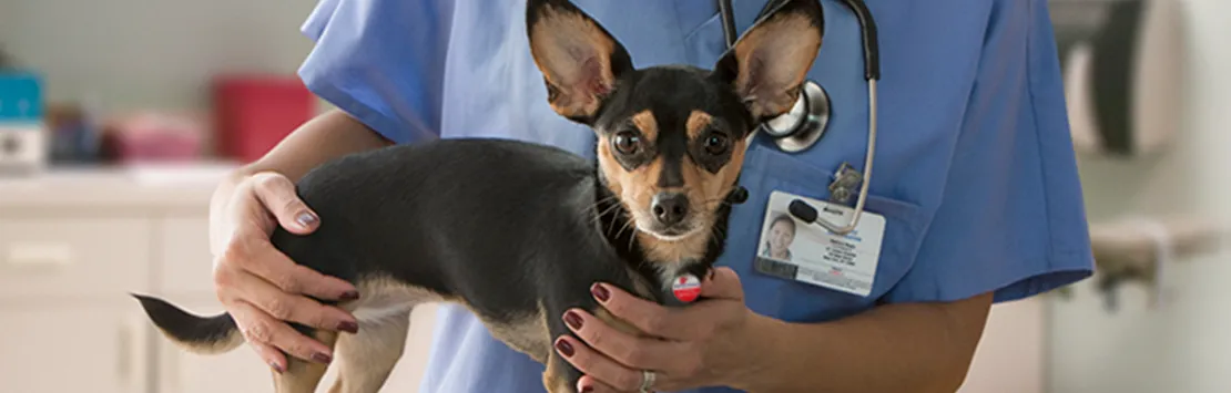A veterinarian examines a dog's ear, a common area affected by food allergies or sensitivities.