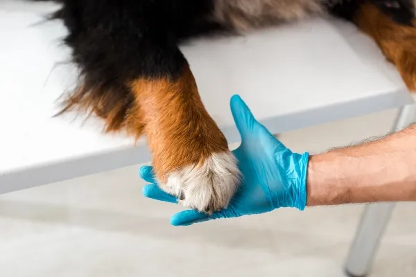 A veterinarian gently examining a dog's paw pad injury during a check-up, demonstrating professional canine foot care.