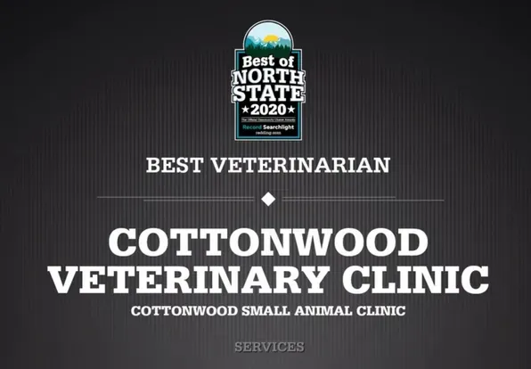 A veterinarian holding a healthy, happy dog