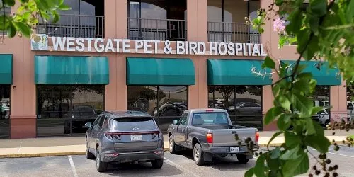 A veterinarian interacting kindly with a happy dog, representing general pet care