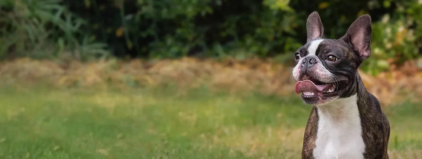 A veterinarian performing a health check on a small dog at a modern animal medical centre