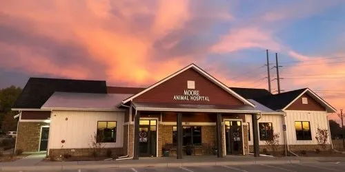A veterinarian performing a health check on a small dog during an examination