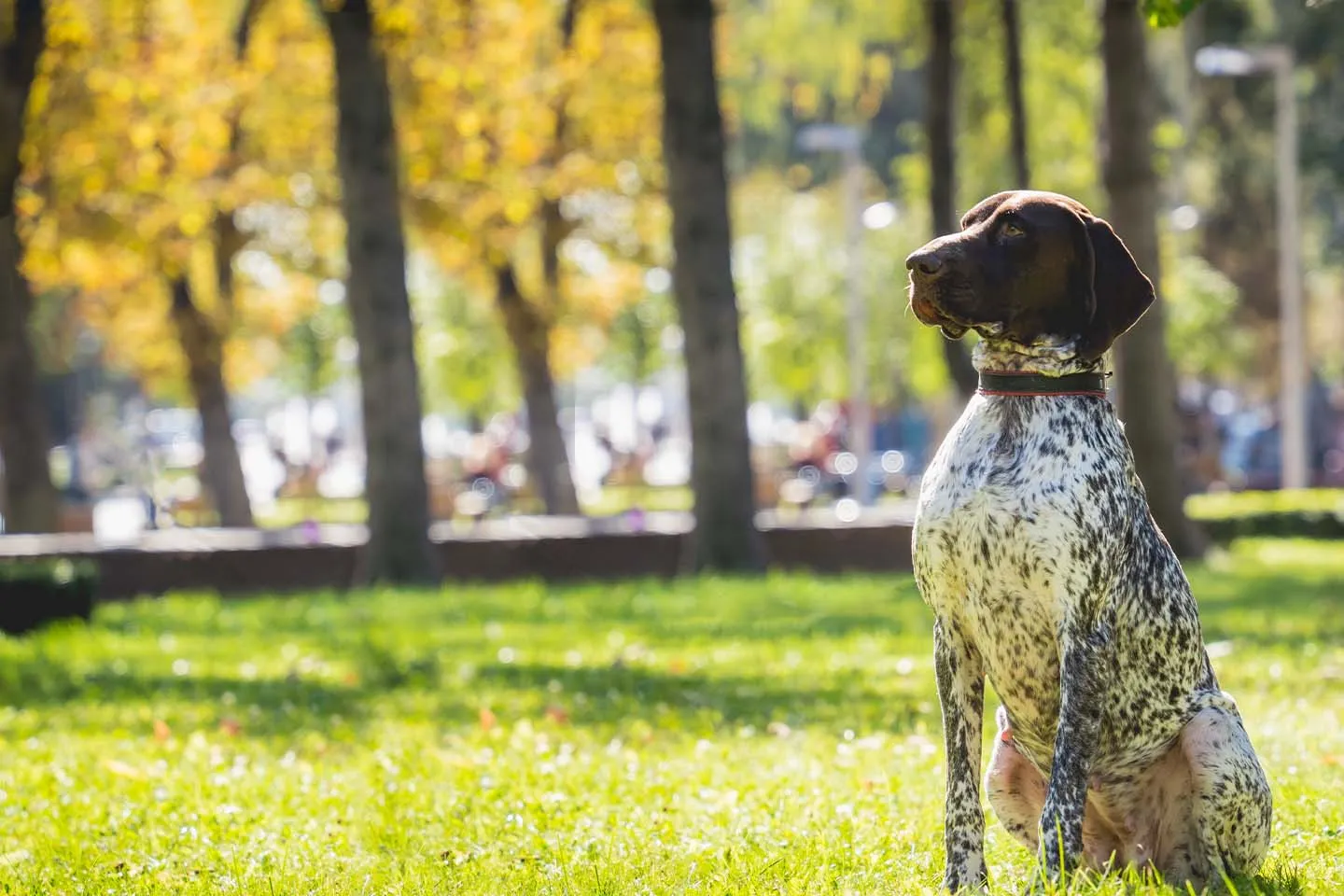 A veterinarian performing a routine check-up on a happy dog