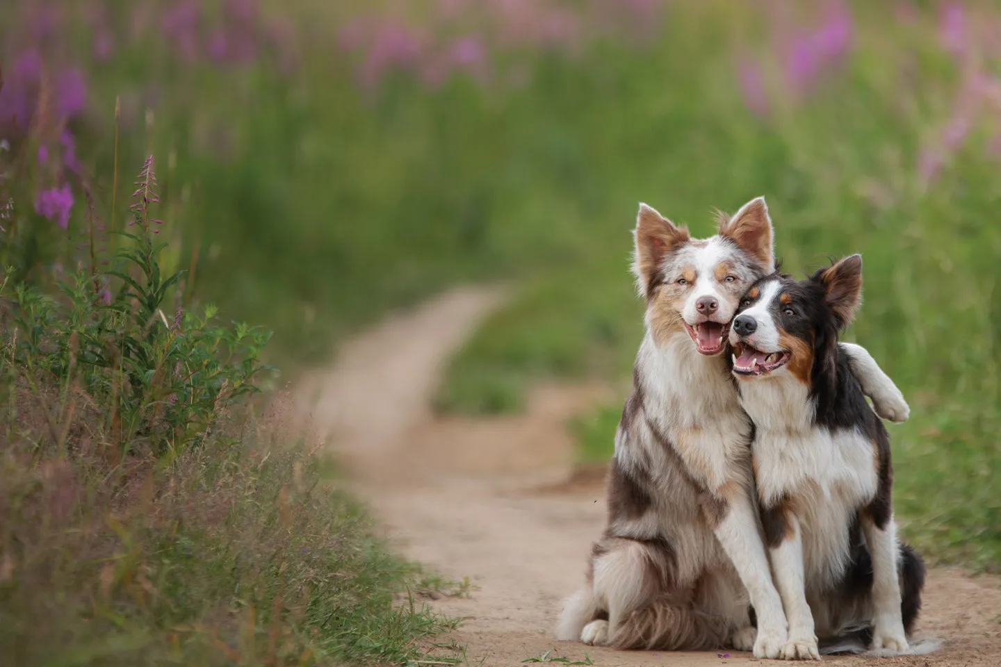A veterinarian performing a wellness check on a friendly golden retriever during an animal medical care visit