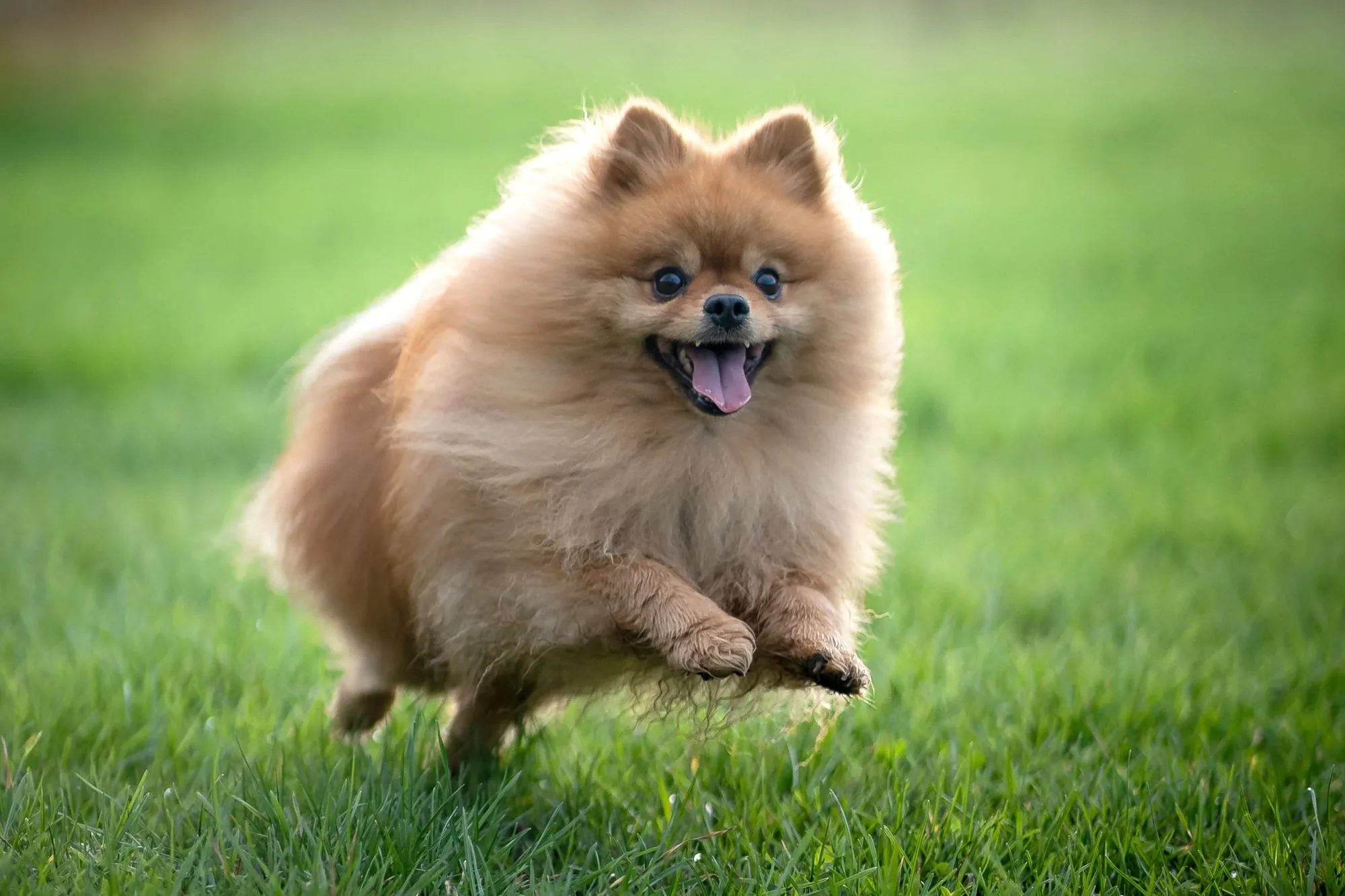 A vibrant adult Pomeranian dog, healthy and well-groomed, possibly benefiting from a balanced, species-appropriate diet.
