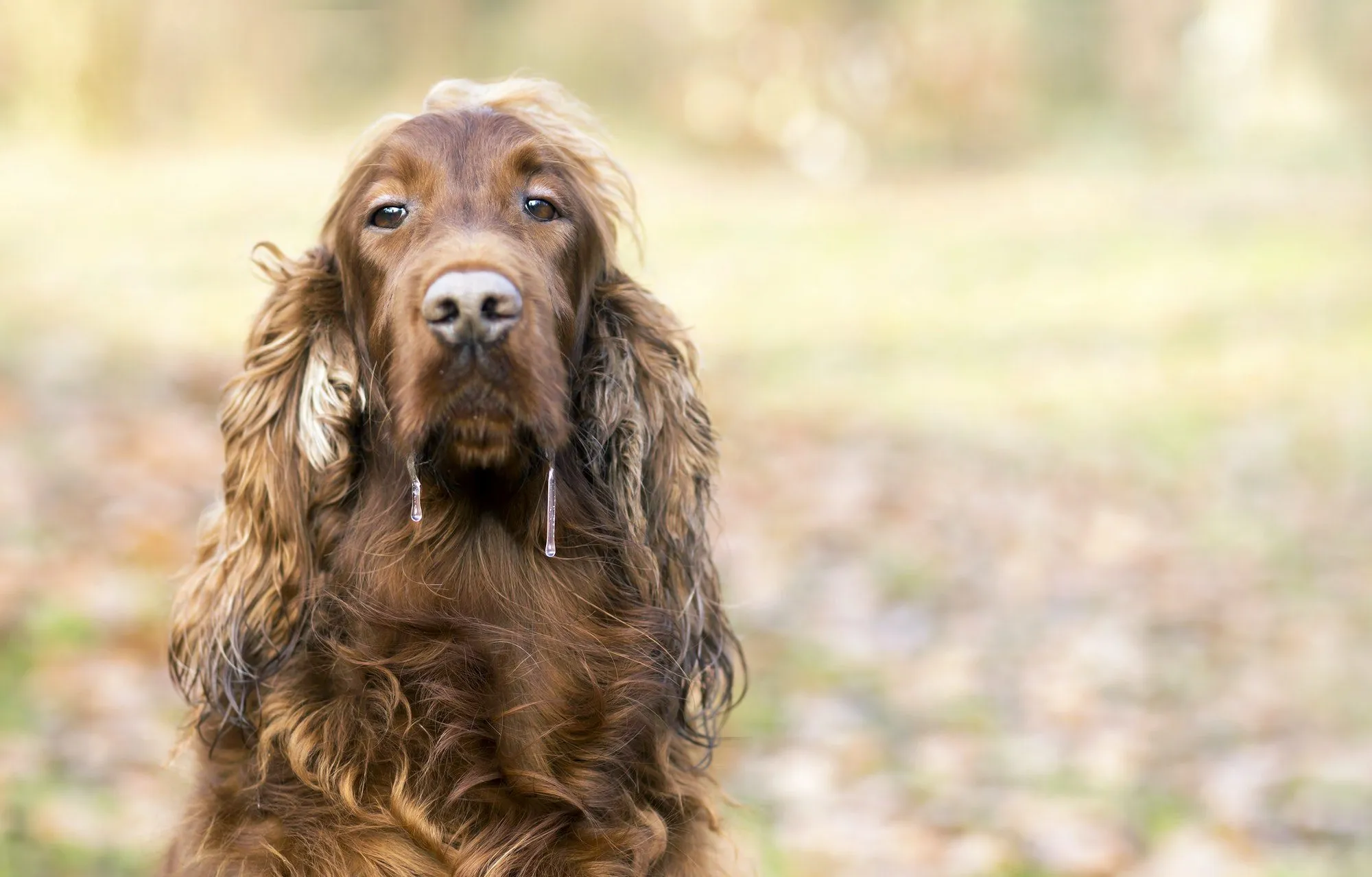 A vigilant dog owner observing their dog for signs of illness in a park setting